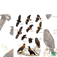 گونه عقاب صحرایی Aquila nipalensis